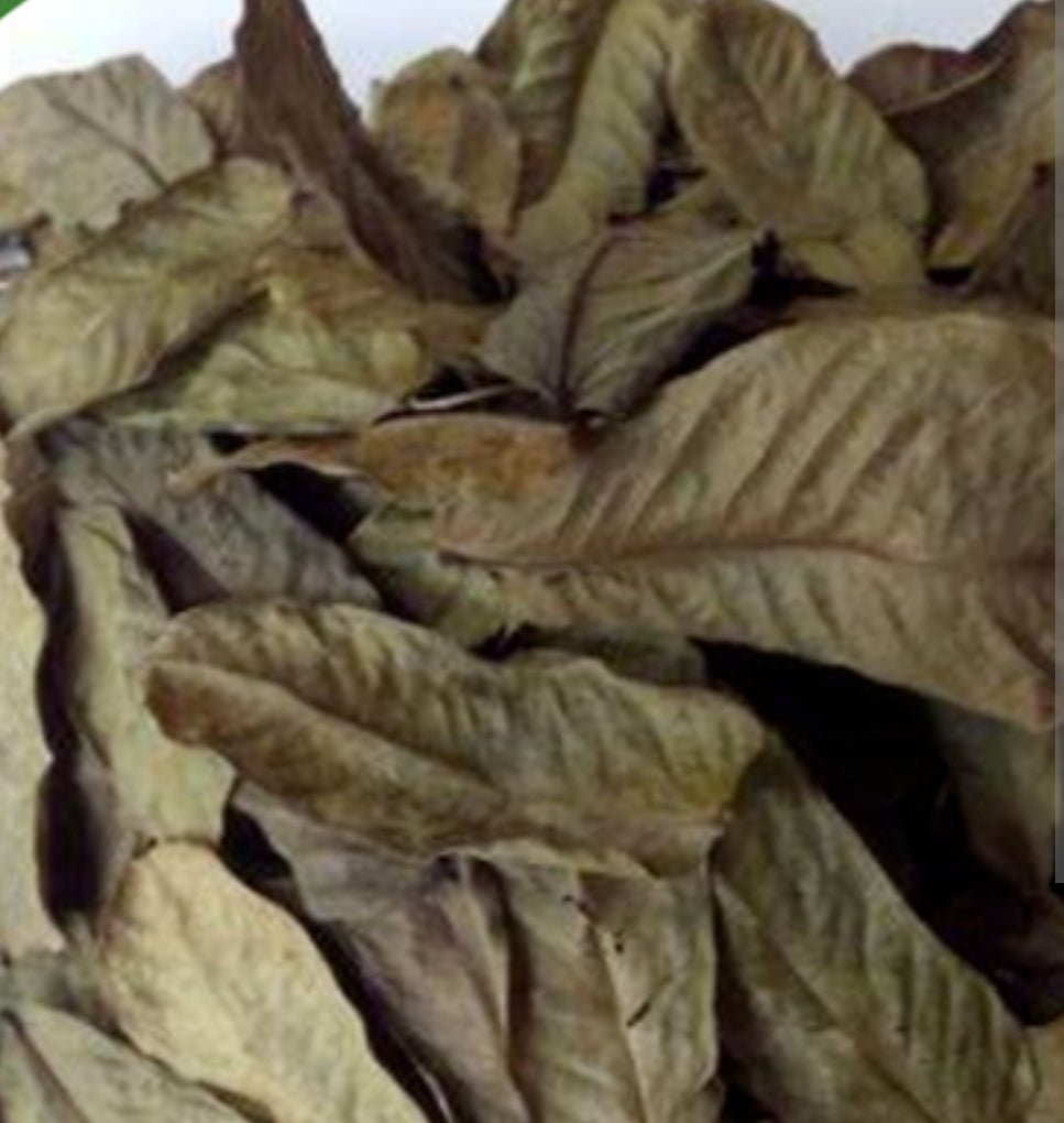 Candle Bush| Skin & Digestive Cleanse