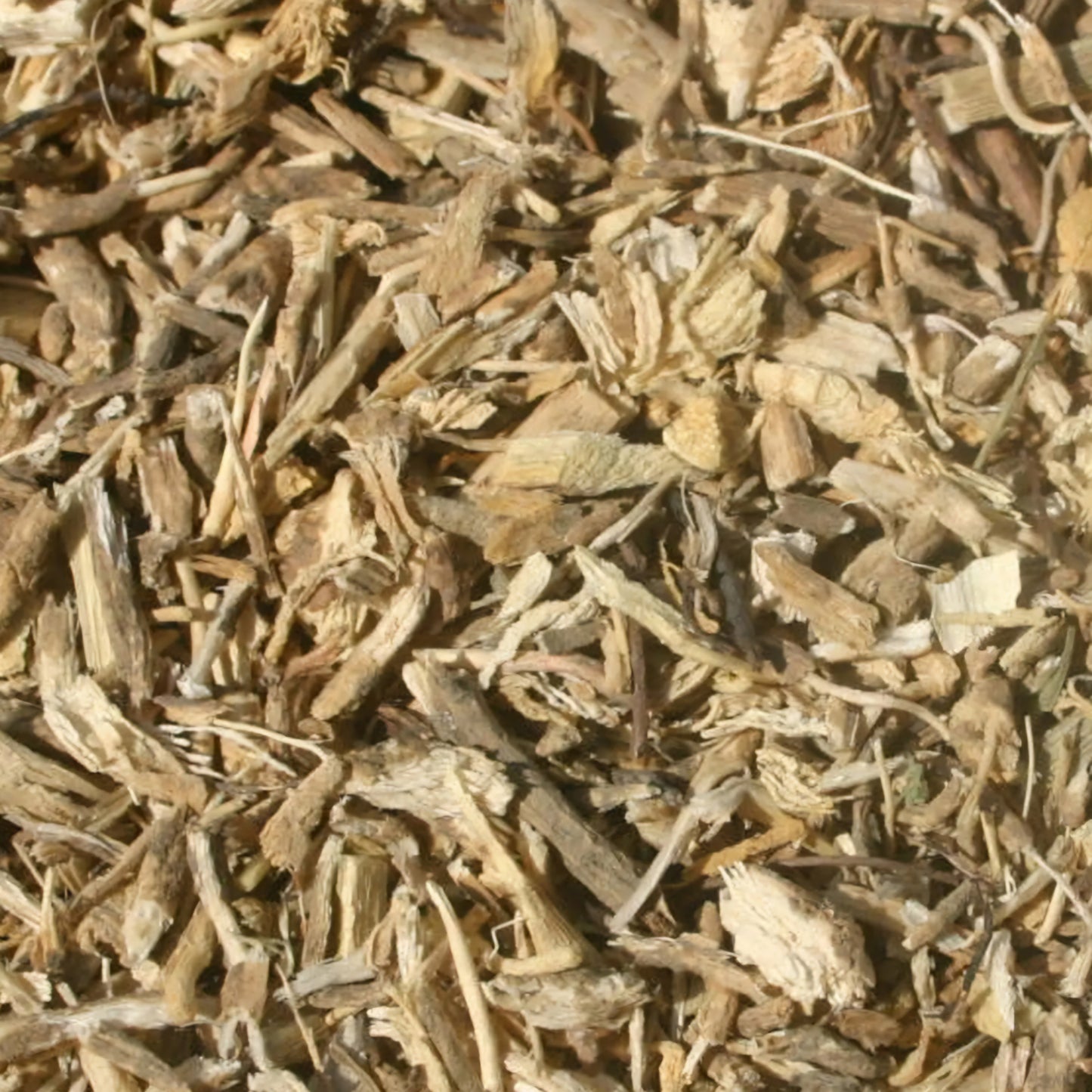 Butcher's Broom Root | Vascular Health & Circulatory Support