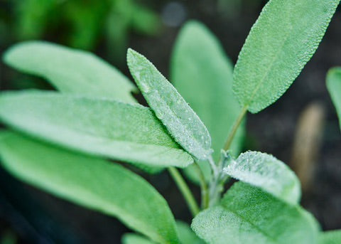 Broadleaf Sage Herb Seeds for Planting – Heirloom & Non-GMO Culinary and Medicinal Perennial for Herb Gardens