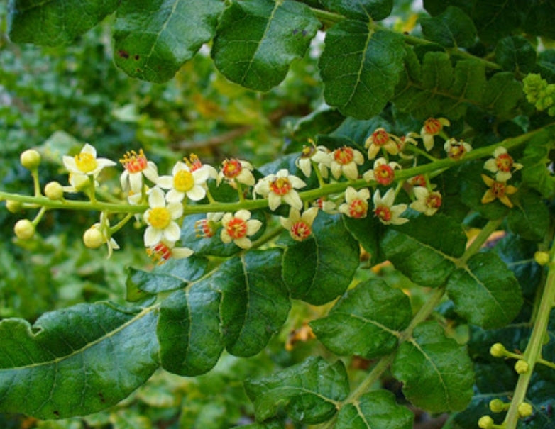 Boswellia Liquid Extract, 30ml