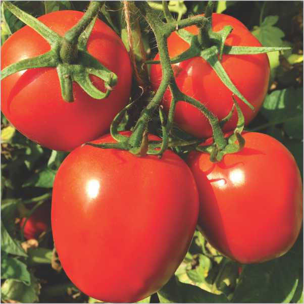 Heirloom Square Round Tomato (Winter Variety) Seeds for Planting – Non-GMO, High-Yield Vegetable Seeds for Home Garden & Containers