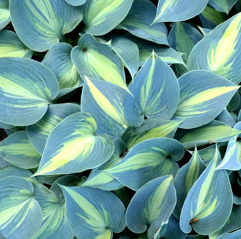 Heirloom Non-GMO Hosta Perennial Plant Seeds for Planting