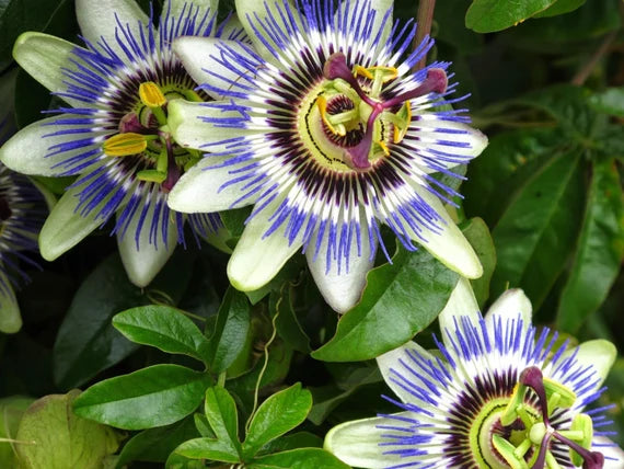 Heirloom Blue Passion Flower Seeds – Non-GMO Exotic Bloom | High Germination Organic Garden Seeds for Planting