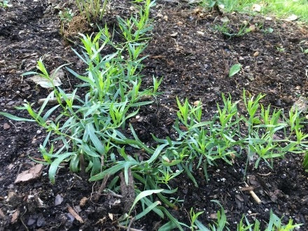 Russian Tarragon Herb Seeds for Planting – Heirloom & Non-GMO Seeds for Culinary and Medicinal Herb Gardens