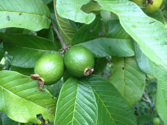 Guava