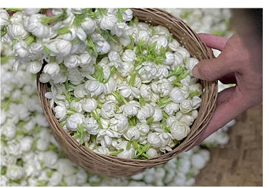 Bulk Dried Jasmine Tea