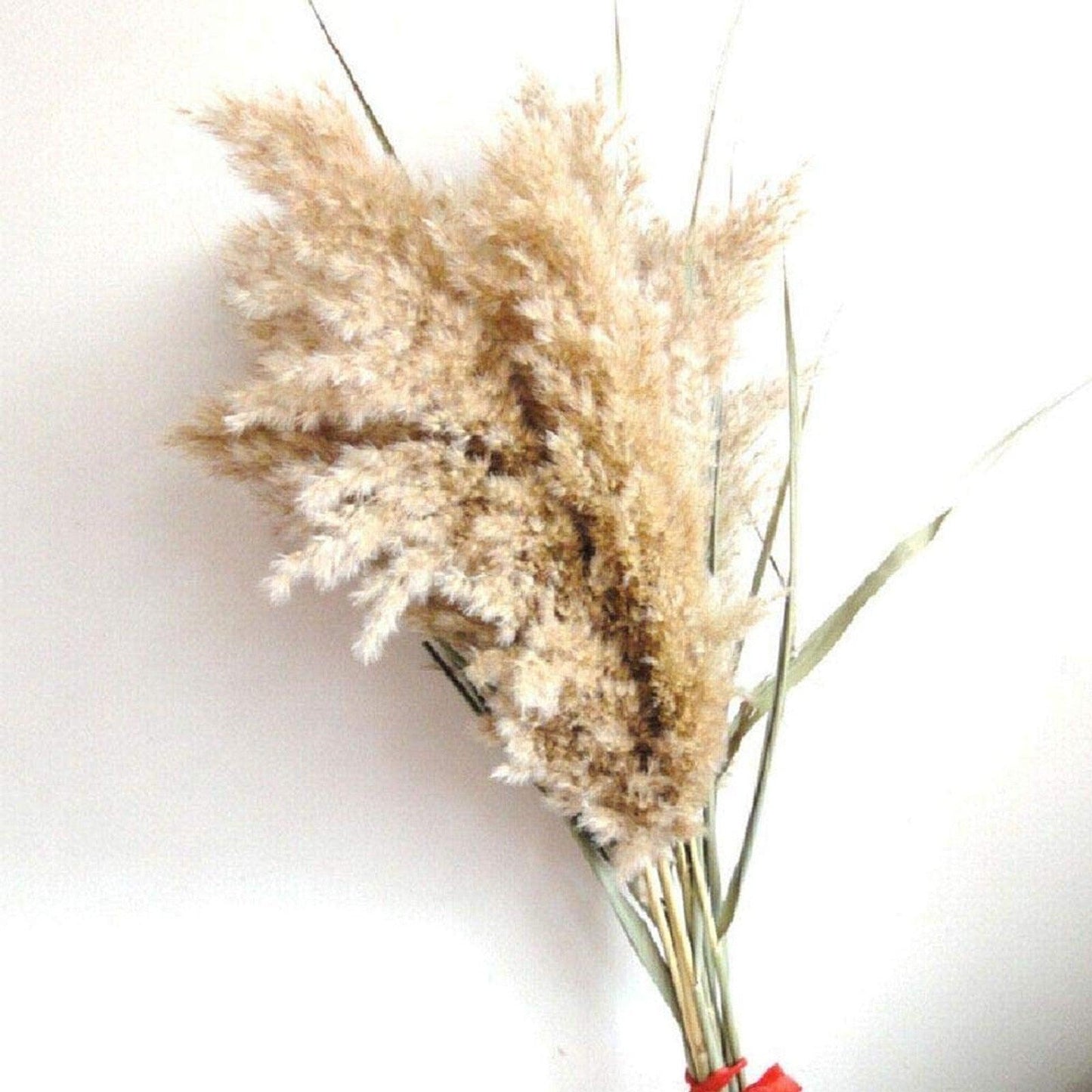 30/50pcs Bulrush Natural Dried Small Pampas Grass Artificial Decor Wedding Flower Bunch Home Office  Floor Vase Filler for Living Room Kitchen And Event Decoration