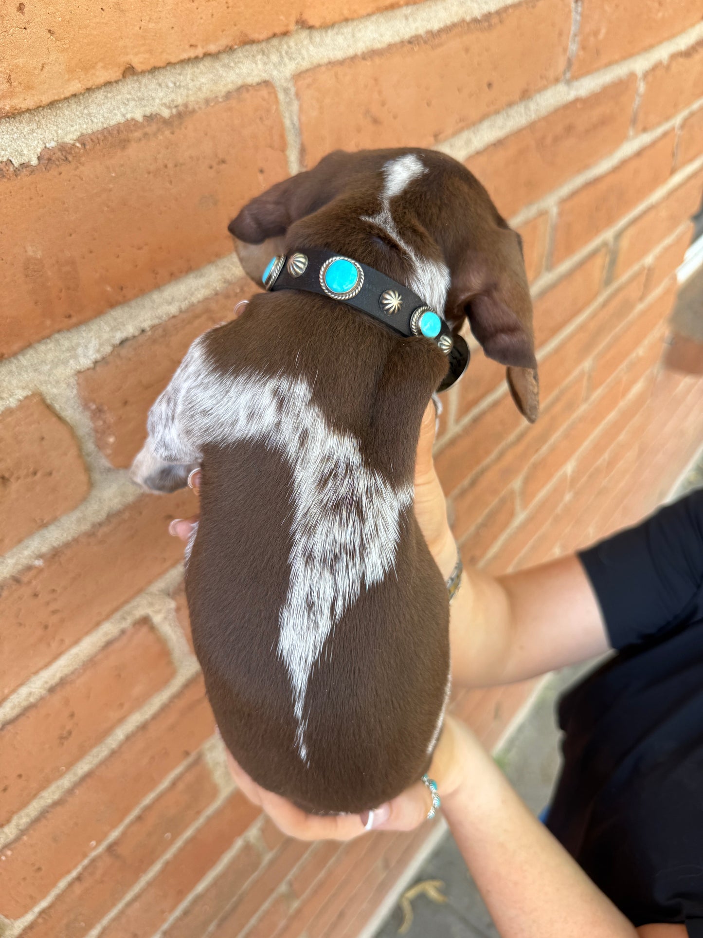 Handcrafted Turquoise Leather Dog Collars