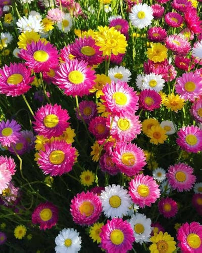 Helipterum Mix Flower Seeds for Planting – Heirloom & Non-GMO Everlasting Blooms for Cut and Dried Flower Gardens