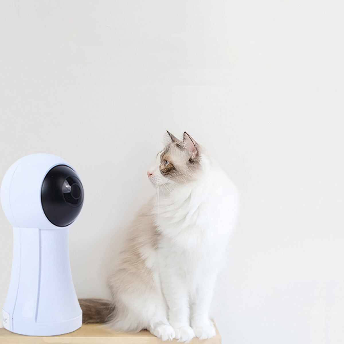 Funny Cat Artifact Infrared Laser Exercise