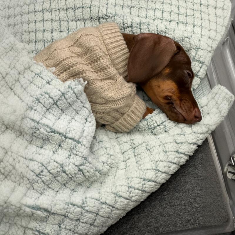 Winter Wear Warm Pet Autumnwinter Clothes