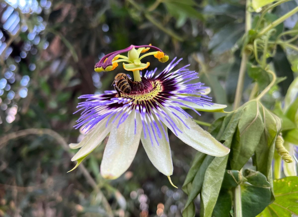 Heirloom Blue Passion Flower Seeds – Non-GMO Exotic Bloom | High Germination Organic Garden Seeds for Planting