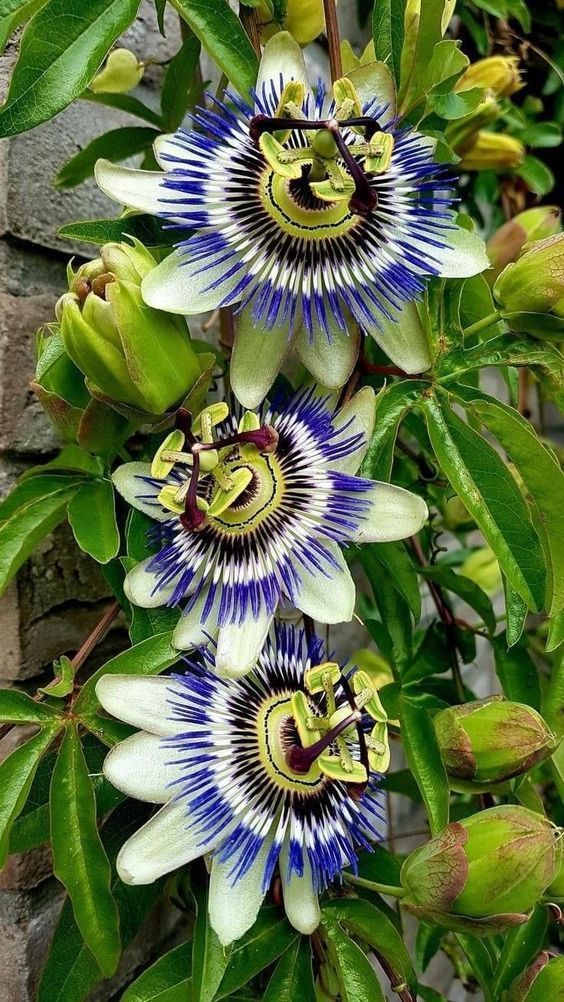 Heirloom Blue Passion Flower Seeds – Non-GMO Exotic Bloom | High Germination Organic Garden Seeds for Planting