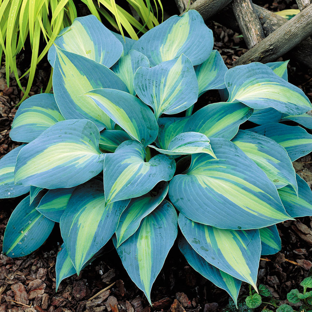 Heirloom Non-GMO Hosta Perennial Plant Seeds for Planting