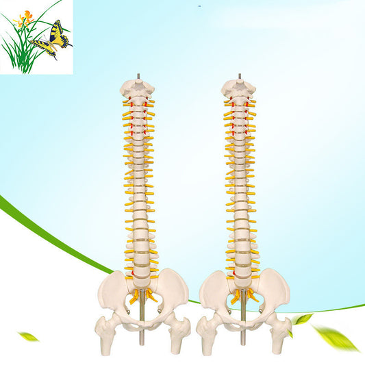 Human spine medical orthopedic bone model