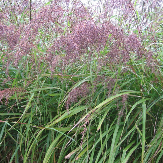 East Indian Lemongrass Seeds for Planting – Heirloom & Non-GMO Aromatic Herb for Teas, Cooking & Medicinal Gardens