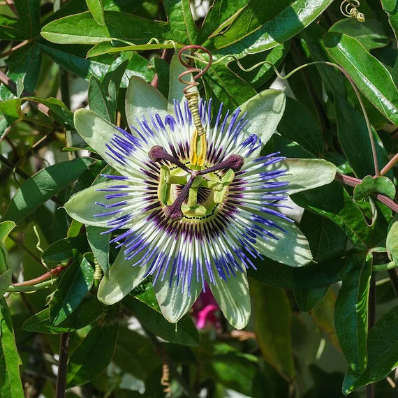 Heirloom Blue Passion Flower Seeds – Non-GMO Exotic Bloom | High Germination Organic Garden Seeds for Planting