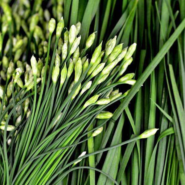 Garlic Chives Herb Seeds for Planting – Heirloom & Non-GMO Seeds for Culinary Herb Gardens and Edible Landscaping