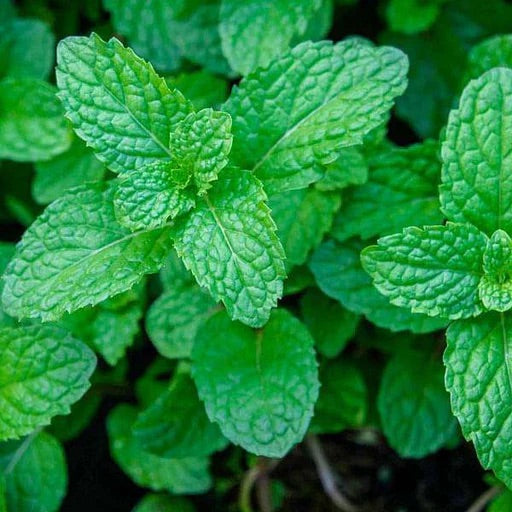 Peppermint Mint Seeds for Planting – Heirloom & Non-GMO Herb for Teas, Remedies & Culinary Gardens