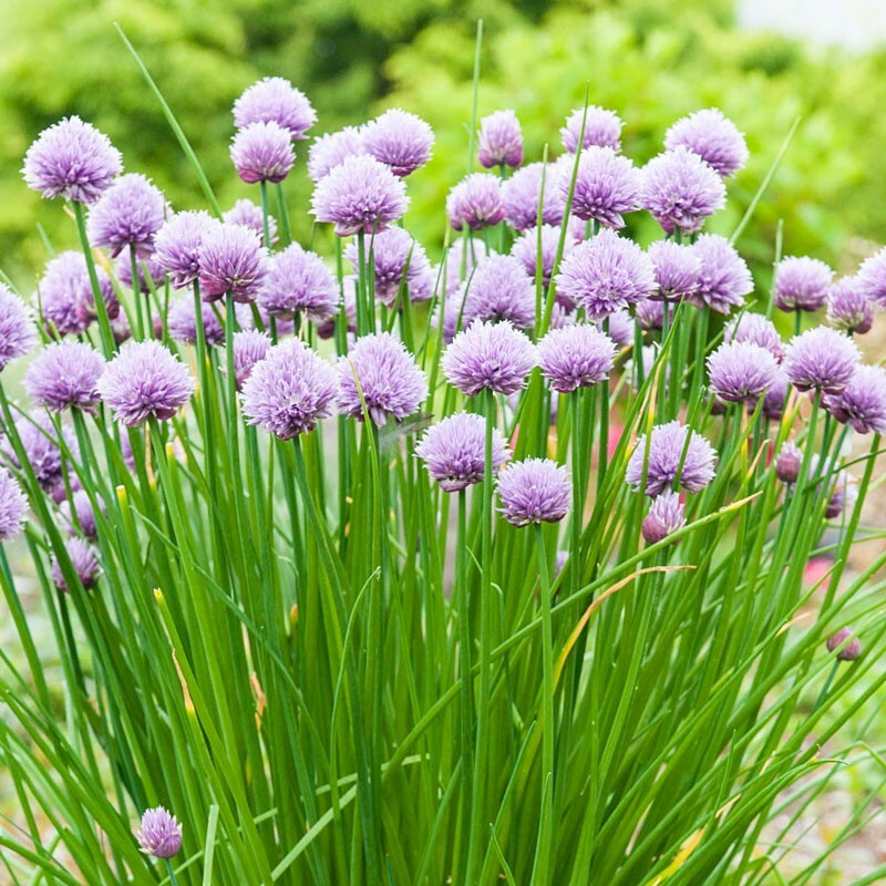 Onion Chives Herb Seeds for Planting – Heirloom & Non-GMO Seeds for Culinary Gardens, Containers & Edible Landscaping