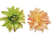 Green & Orange African Daisy Hair Pins Wedding Hair Clips – PS-BEA3784391-EMILY02657